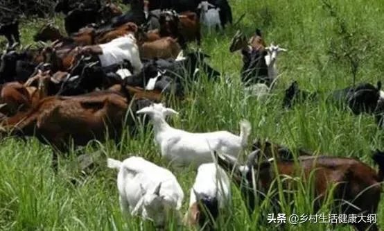 养羊回成太慢，能不能再做点别的来维持生活呢？