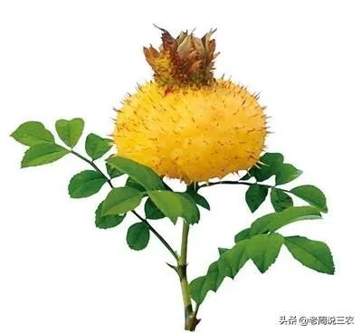 野生刺梨怎样种植？