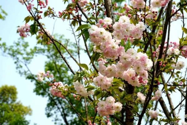 成都有哪些著名的樱花观赏地？