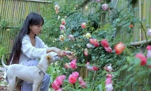 坐拥几千万粉丝的李子柒，被质疑的真实，到底长什么样？