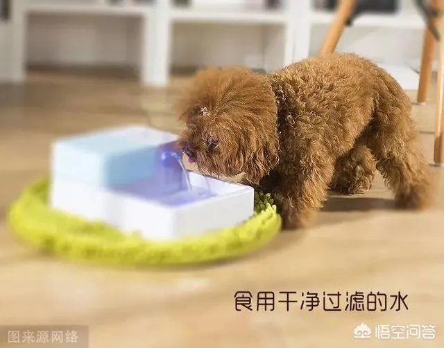 狗狗泪痕怎么解决？