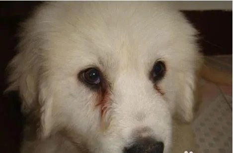 狗狗泪痕怎么解决？