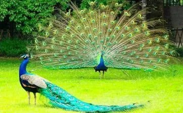 属猪的办公室风水方位在哪最好 本命年属猪的办公室坐向方位