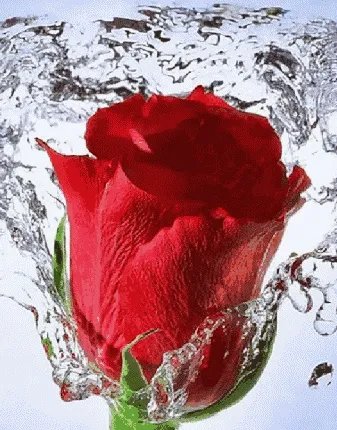 “苟且之事”和“苟且偷生”的“苟且”是一个意思吗？