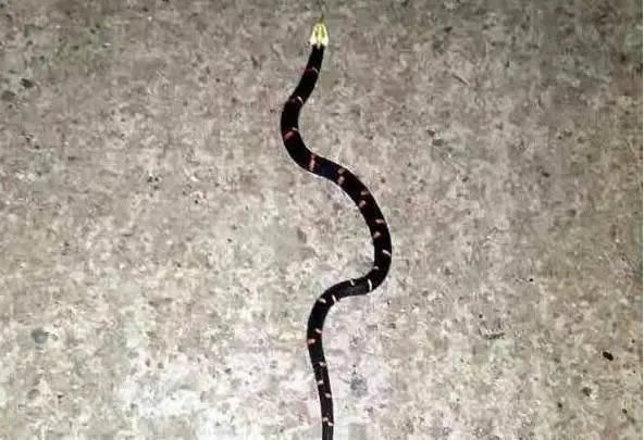 第一毒蛇竟在中国 至今无解药：被咬后会导致血液凝固