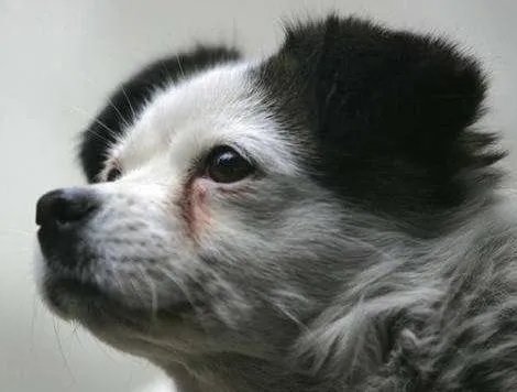 狗狗泪痕怎么解决？