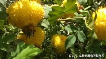 野生刺梨怎样种植？