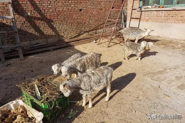 养羊回成太慢，能不能再做点别的来维持生活呢？