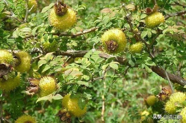 野生刺梨怎样种植？