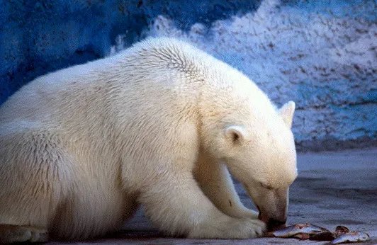 北极熊多次打劫垃圾车，它们走进人类生活圈，会有什么后果呢？