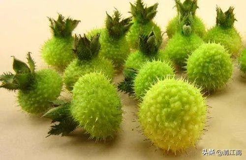 野生刺梨怎样种植？