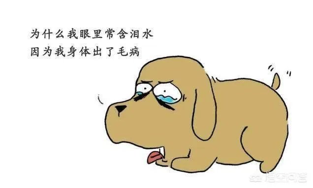 狗狗泪痕怎么解决？