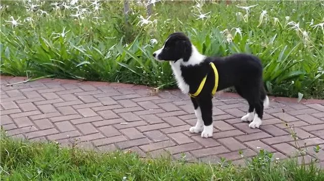 中国最受欢迎的宠物犬是什么犬？