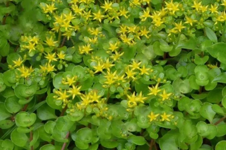 打不死草药作用和图片