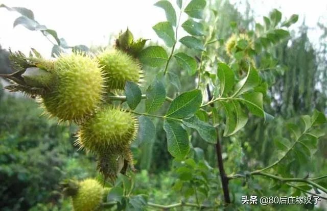 野生刺梨怎样种植？