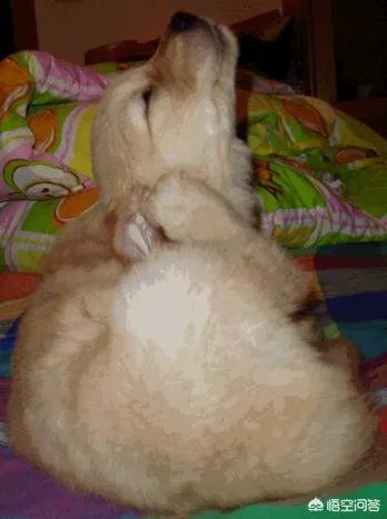 狗狗泪痕怎么解决？