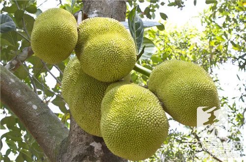 菠萝蜜减肥的方法是怎么样的？