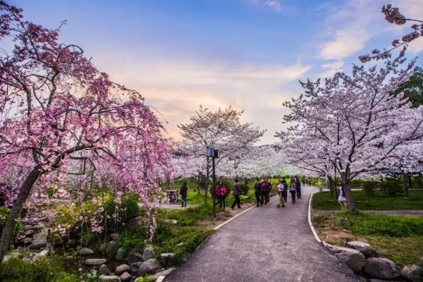 成都有哪些著名的樱花观赏地？