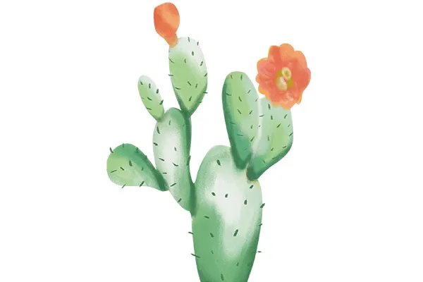 仙人掌的功效与作用