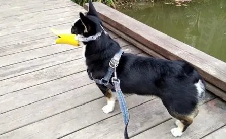 西安某小区宠物狗突然离奇死亡，到底是怎么回事？