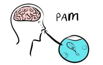美国再现食脑虫，这种生物是从哪来的？