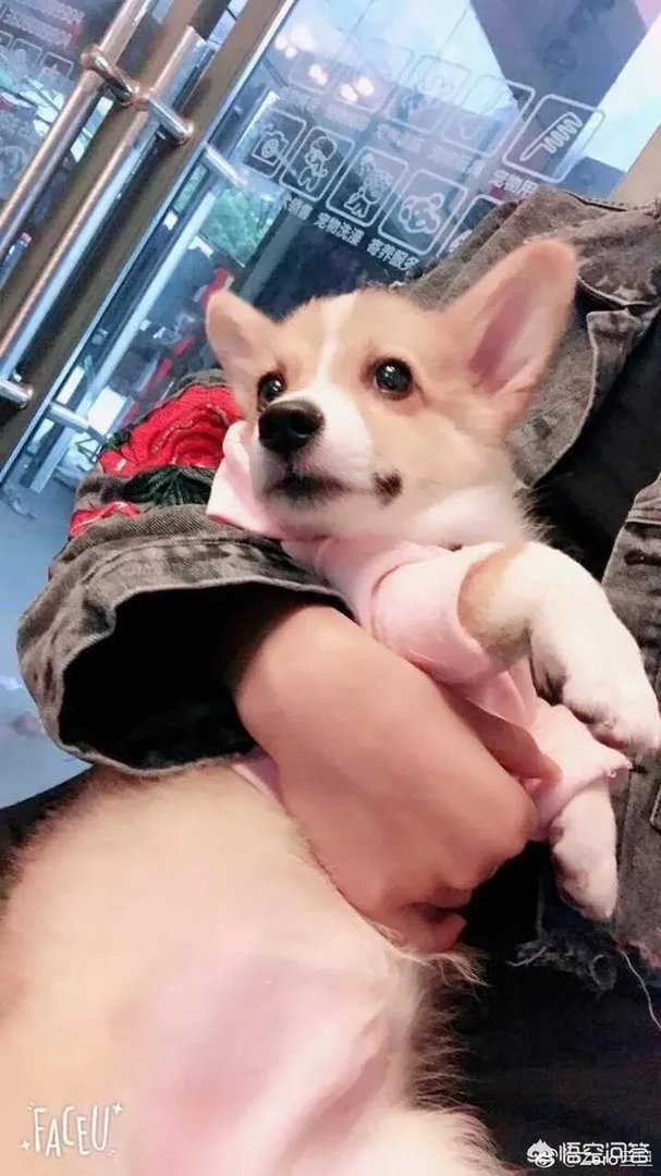 可怜的柯基被摔死，道歉有用吗？