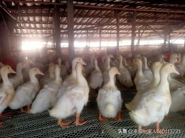 如果我想弄种植业或者养殖业，什么比较有前景？