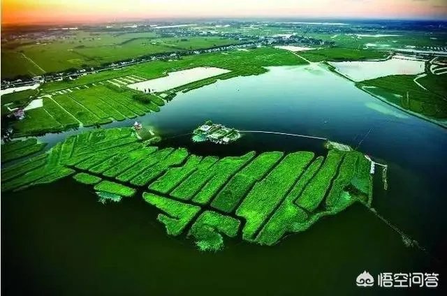 有人说苗木的行情不好，是真的吗？