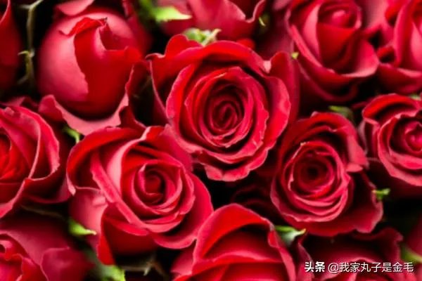 情人节送多少朵玫瑰？