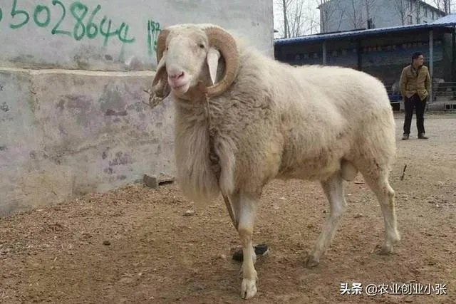 养羊回成太慢，能不能再做点别的来维持生活呢？