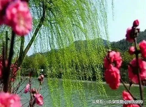 “不知细叶谁裁出，二月春风似剪刀”描写的什么美景？