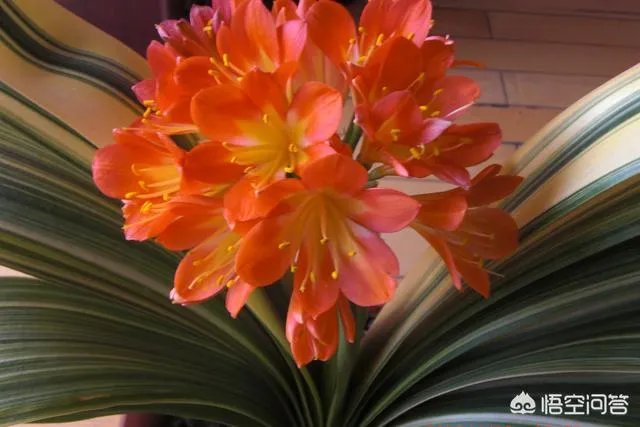 长春市的市花是什么？