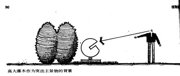 干货 | 庭院植物打造，营造十足空间感