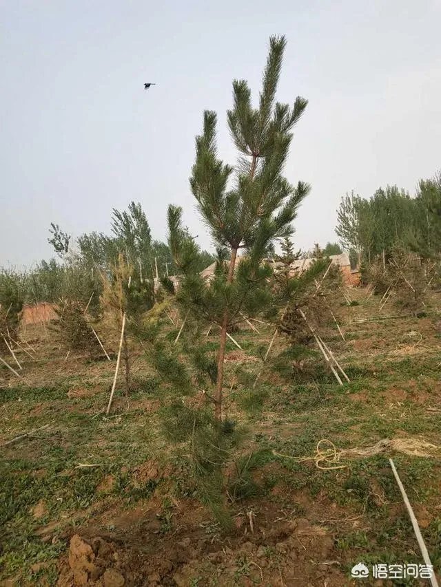 有人说苗木的行情不好，是真的吗？