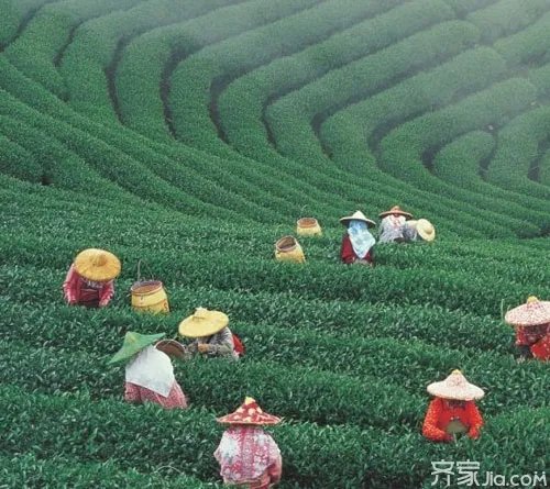 台湾茶哪个品牌好 最具特色的台湾茶品牌推荐