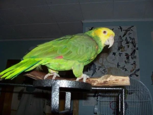 这是什么鸟？它的拉丁名是什么啊？