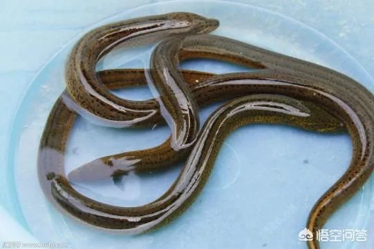 黄鳝头到底能不能吃？为什么？