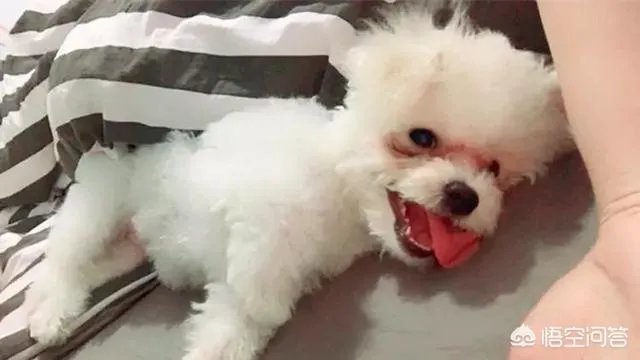 狗狗泪痕怎么解决？