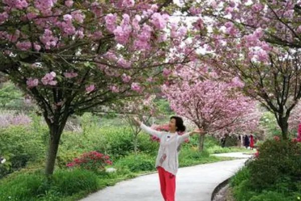 成都有哪些著名的樱花观赏地？