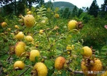 野生刺梨怎样种植？