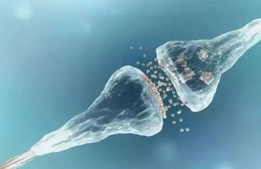 nmn修复端粒过程是怎么样的？ nmn抗衰老的副作用有没有