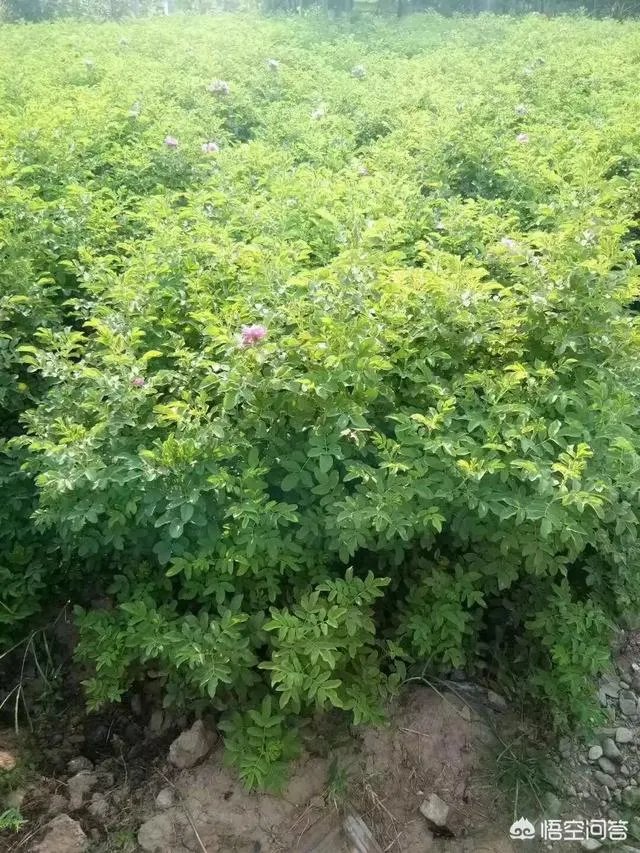 有人说苗木的行情不好，是真的吗？