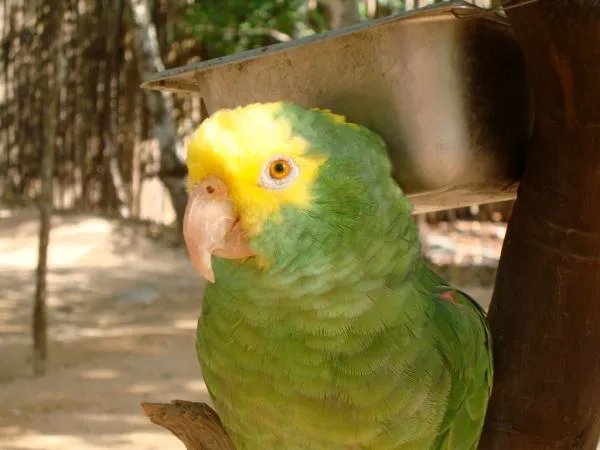 这是什么鸟？它的拉丁名是什么啊？