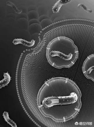 病毒在人体内的生存原理是什么？