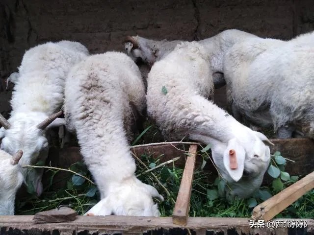 养羊回成太慢，能不能再做点别的来维持生活呢？