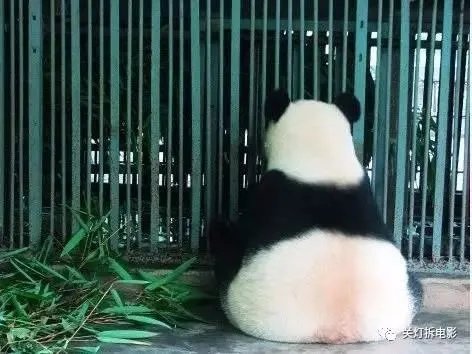 《白鹿原》与《欢乐颂2》你更看好哪部剧？