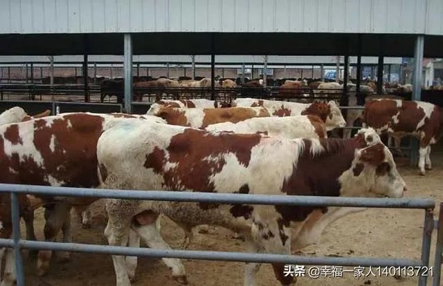 如果我想弄种植业或者养殖业，什么比较有前景？