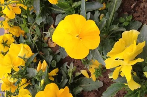 黄花磷酸是什么？