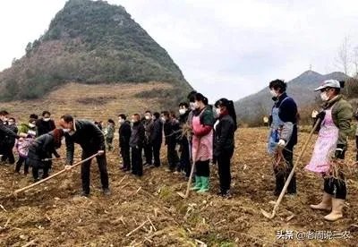 野生刺梨怎样种植？