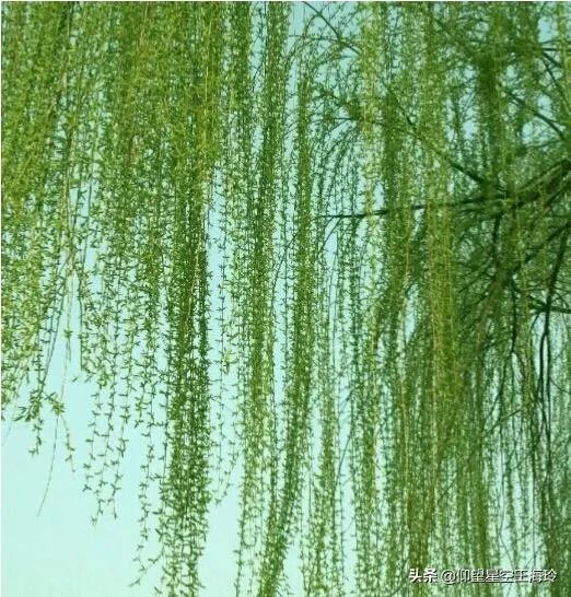 “不知细叶谁裁出，二月春风似剪刀”描写的什么美景？